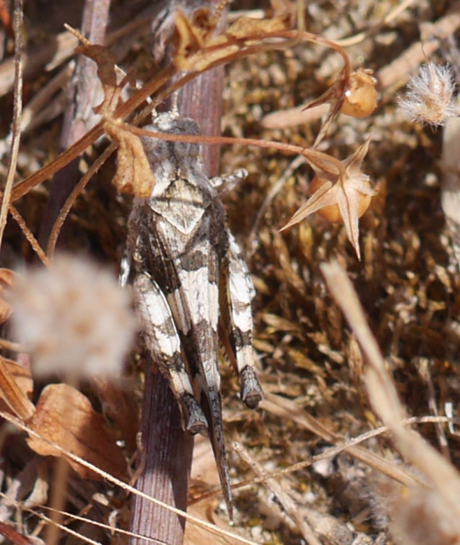 welke sprinkhaan is dit