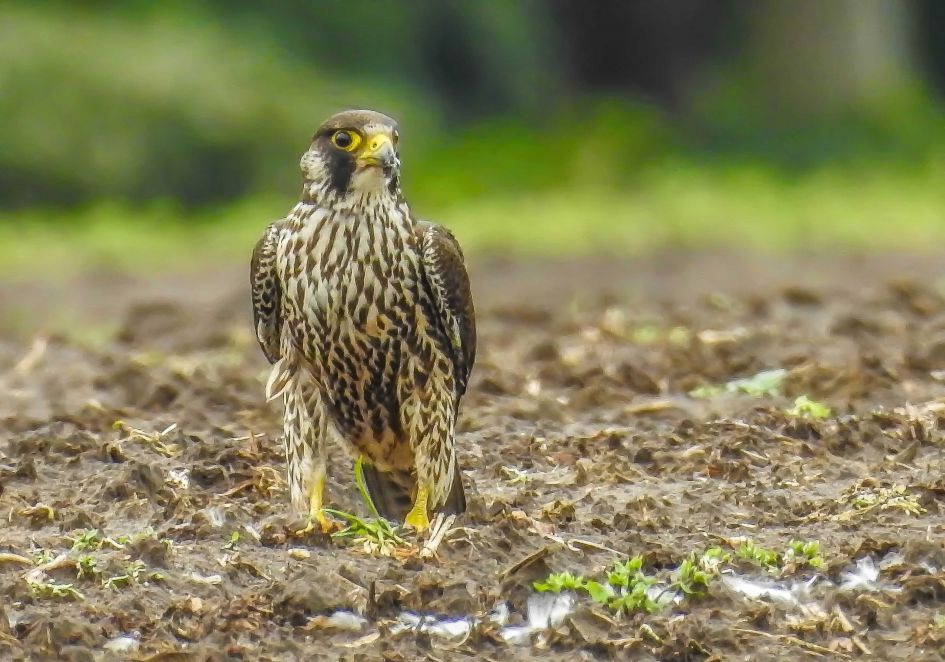 Welke roofvogel is dit?