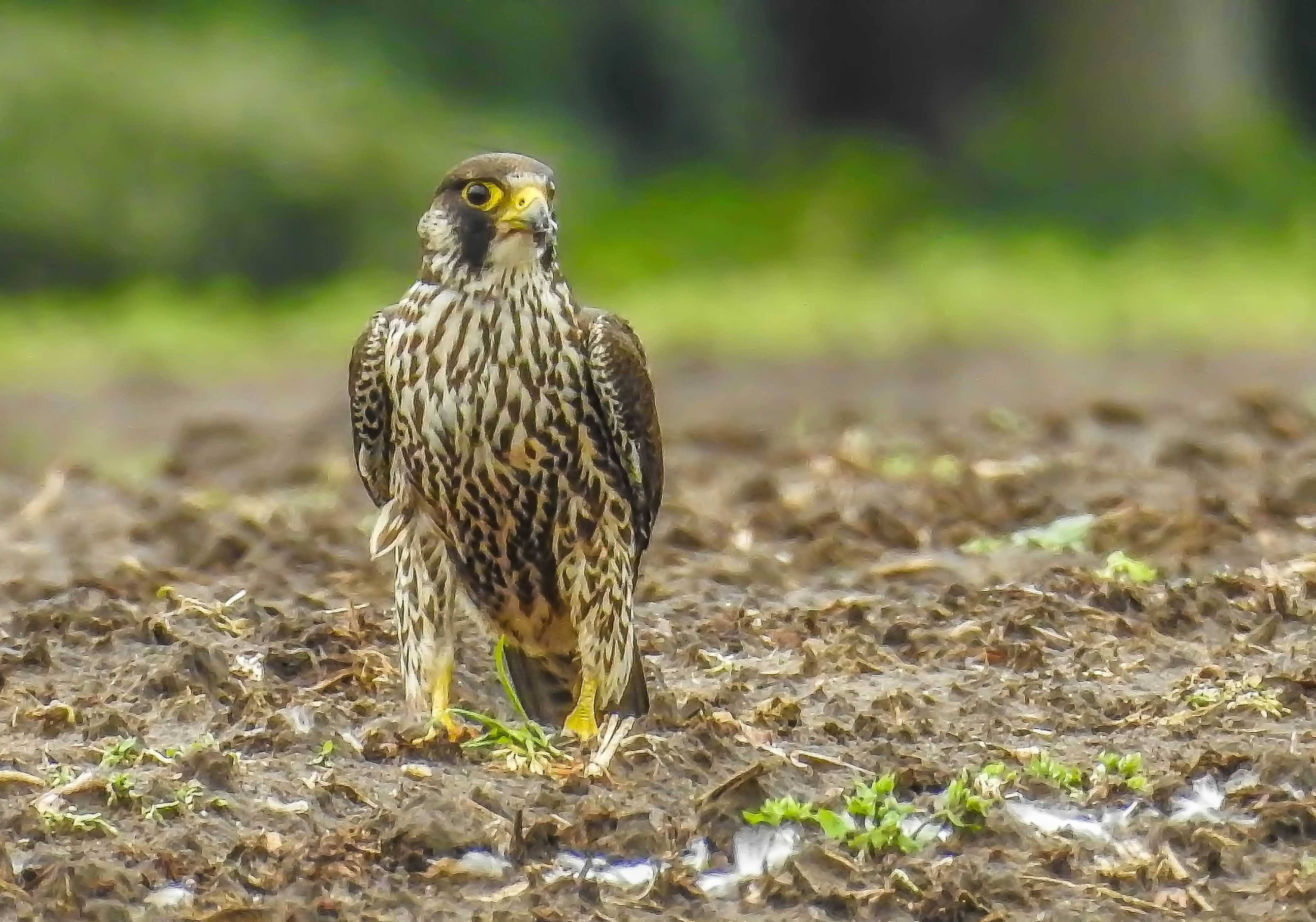 Welke roofvogel is dit?