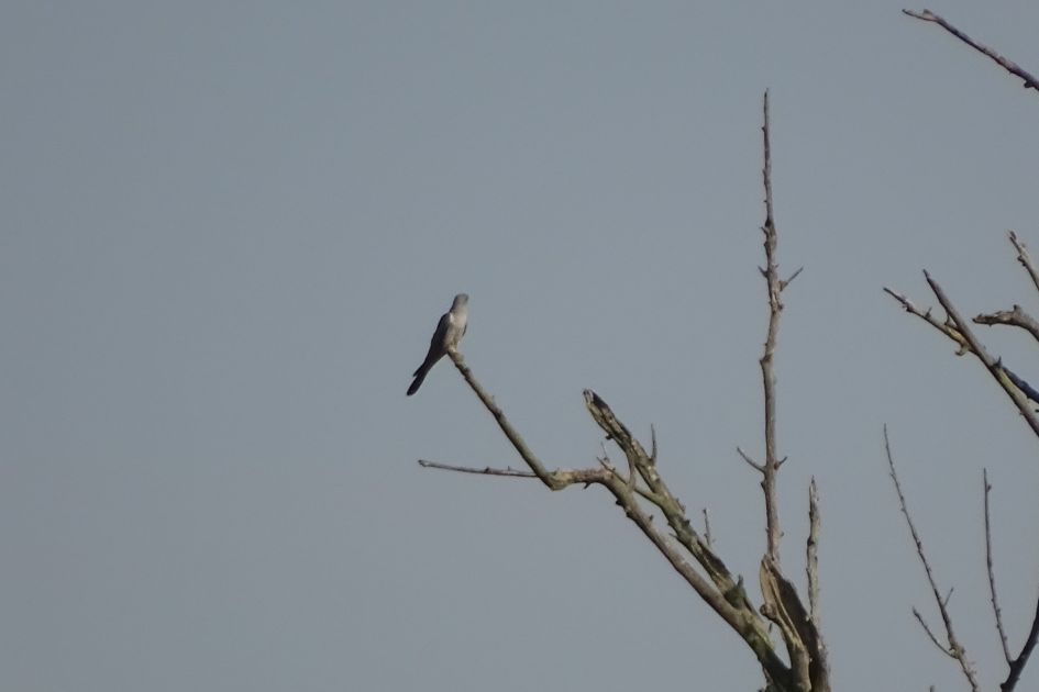 Wat voor een vogel is dit??