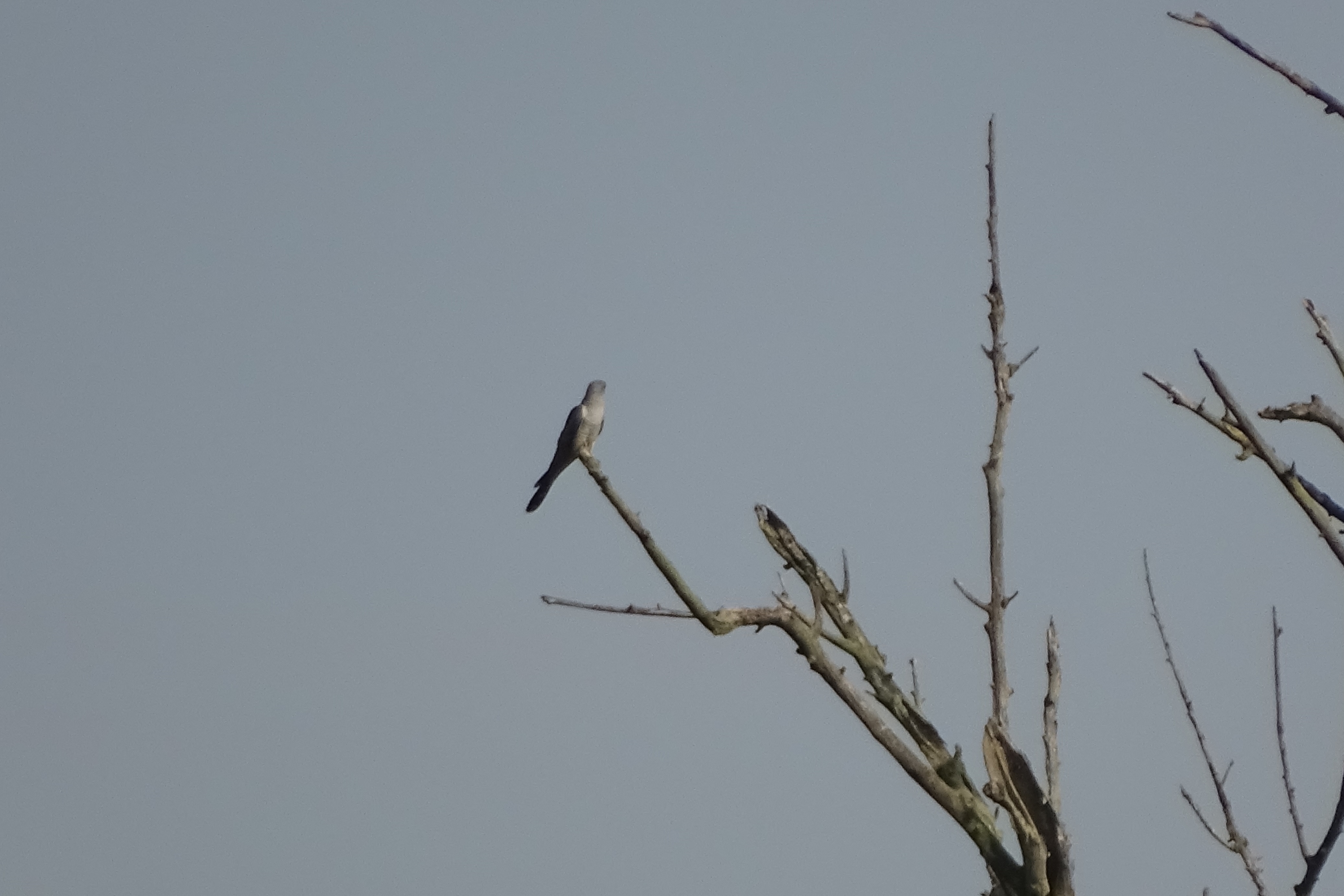 Wat voor een vogel is dit??