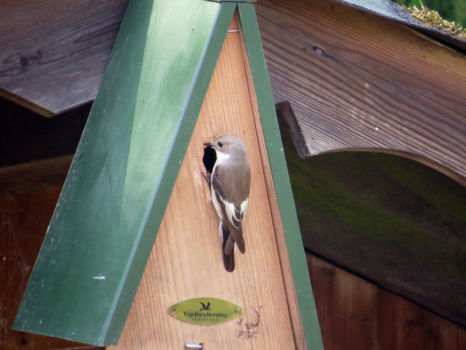 wat voor een vogel is dit