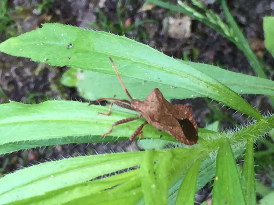 Onbekend insekt in m’n tuin