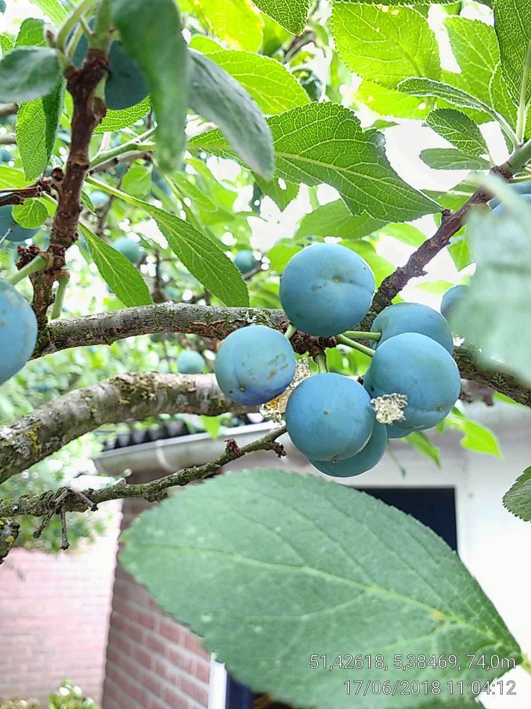 Pruim met harsdraadjes