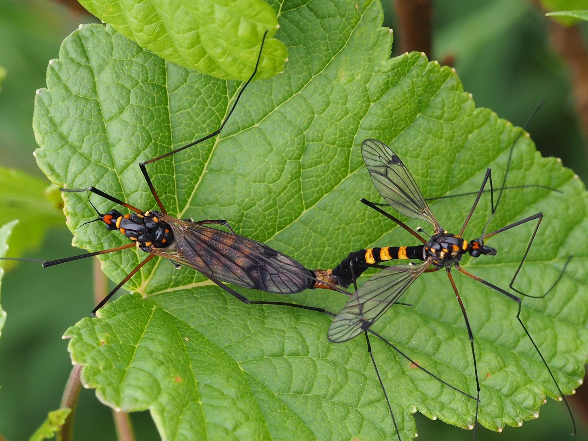 Welk insect plant zich hier voort