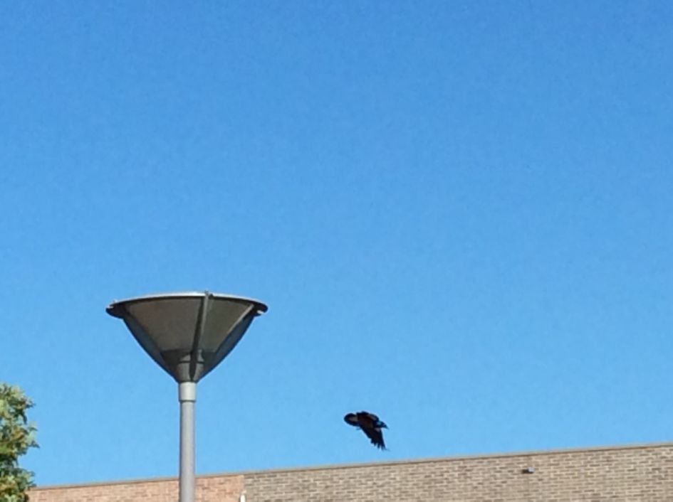 Mooie mogelijk gezien