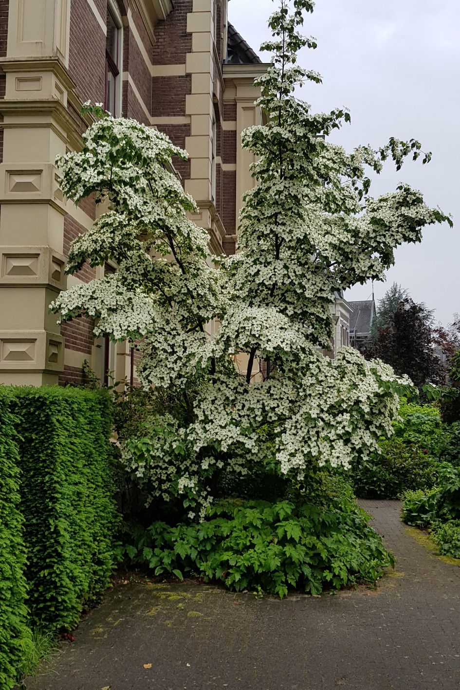 Welke struik/boom is dit