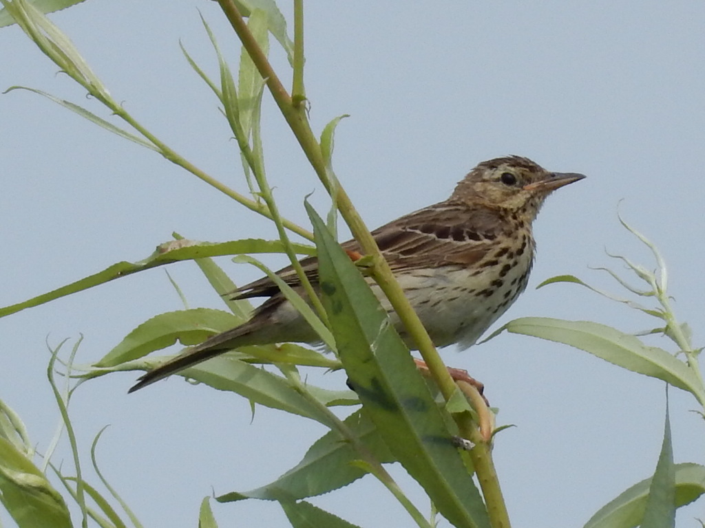 Is dit een Graspieper