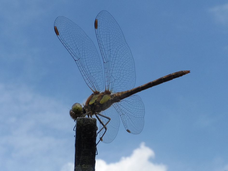 Weet iemand welke libel ik in mijn achtertuin had?