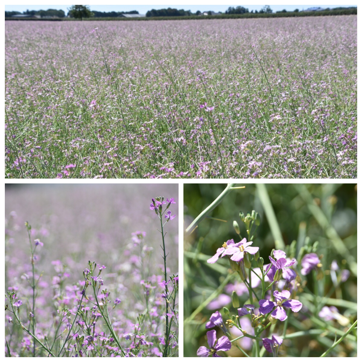 Een veld vol roze/lila bloemetjes..