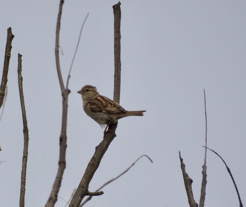 Is dit een mus of iets anders?