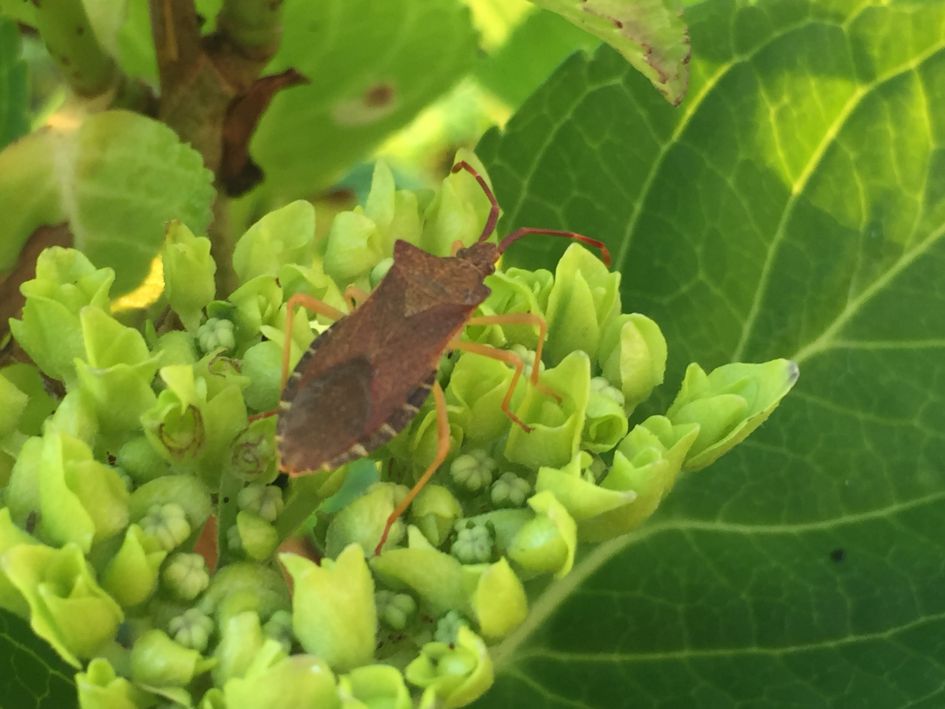 Onbekend insekt in m’n tuin
