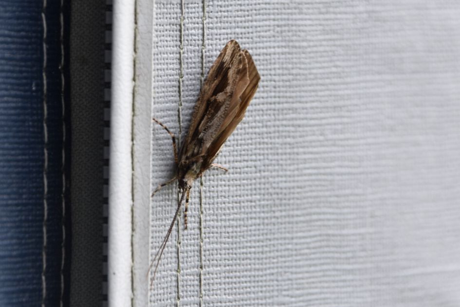 Voor mij onbekende vlinder, ken jij hem?