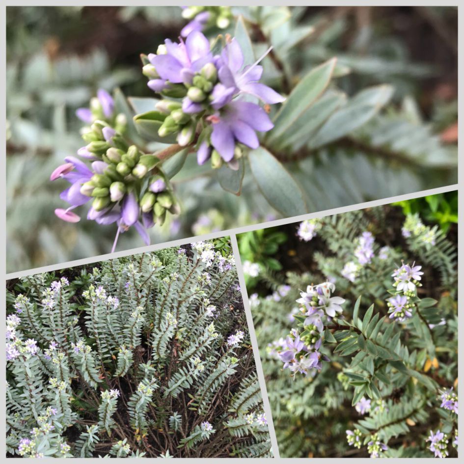 Ken iemand de naam van dit bloemetje?