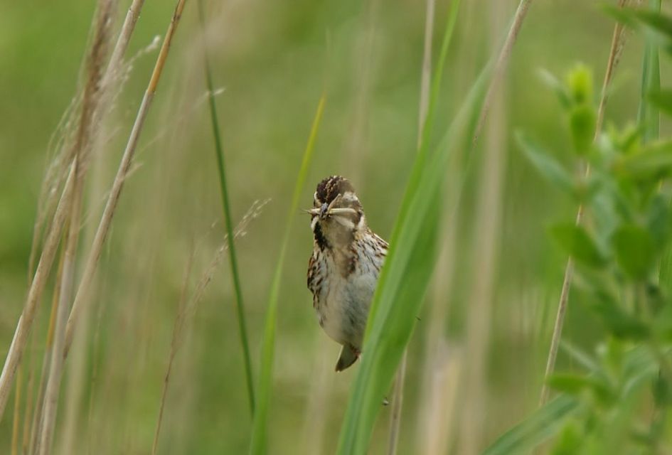 Welk vogeltje is dit