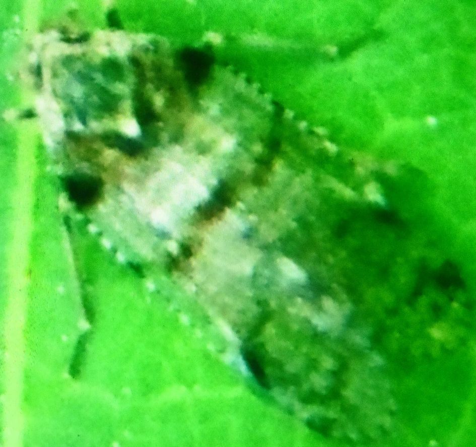 Welke netwantssoort is dit?