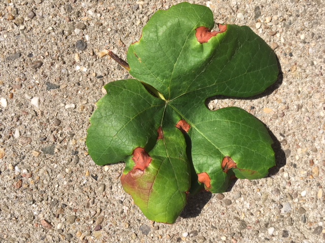 Vlekken op druivenblad