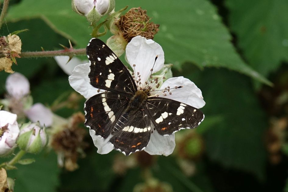 Welke vlinder kan dit zijn?