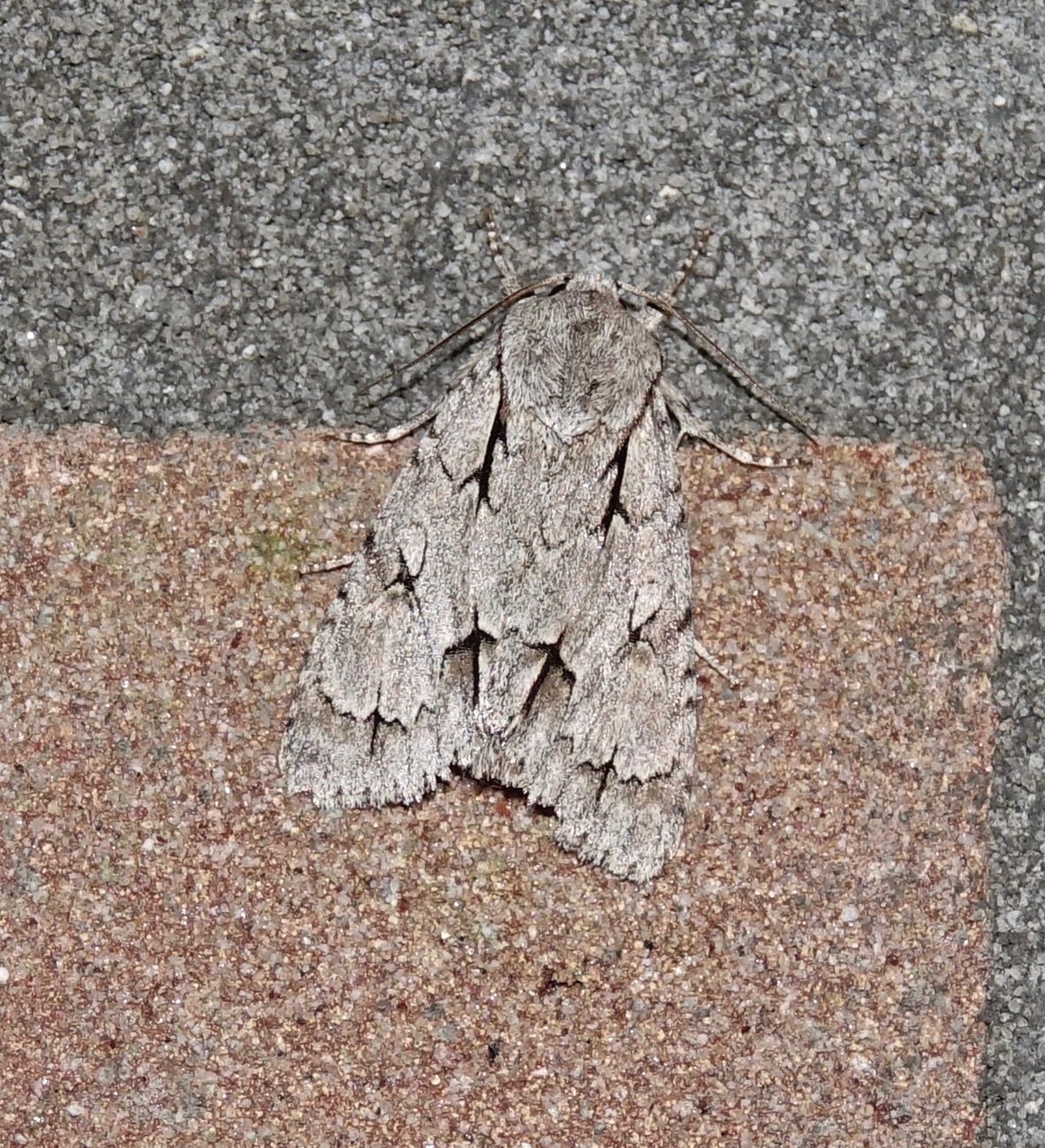 Welke nachtvlinder kan dit zijn?