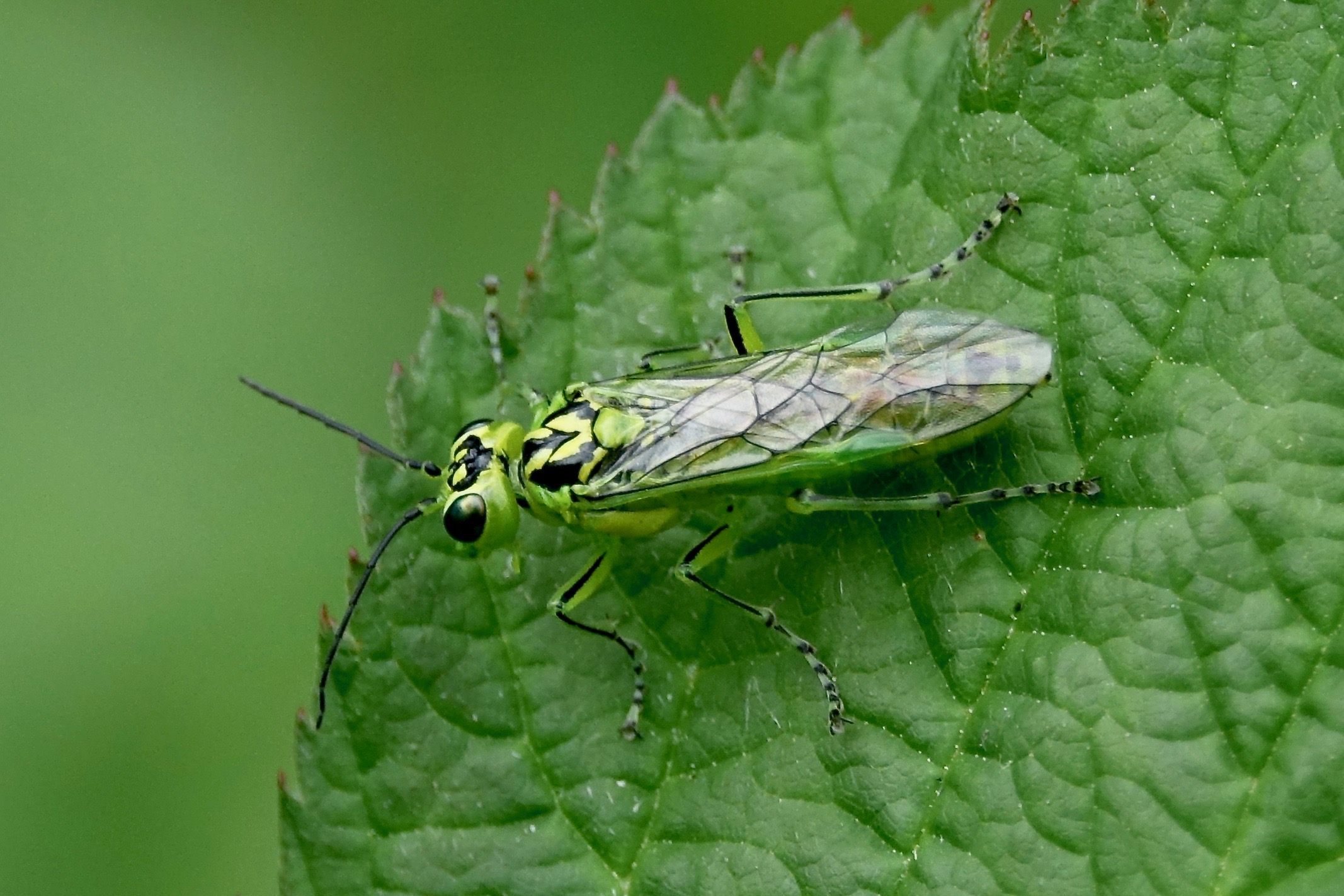 Welke kever kan dit zijn?