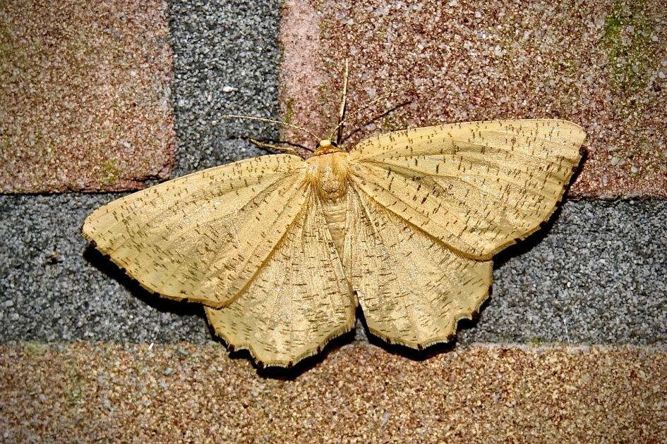 Welke vlinder kan dit zijn?