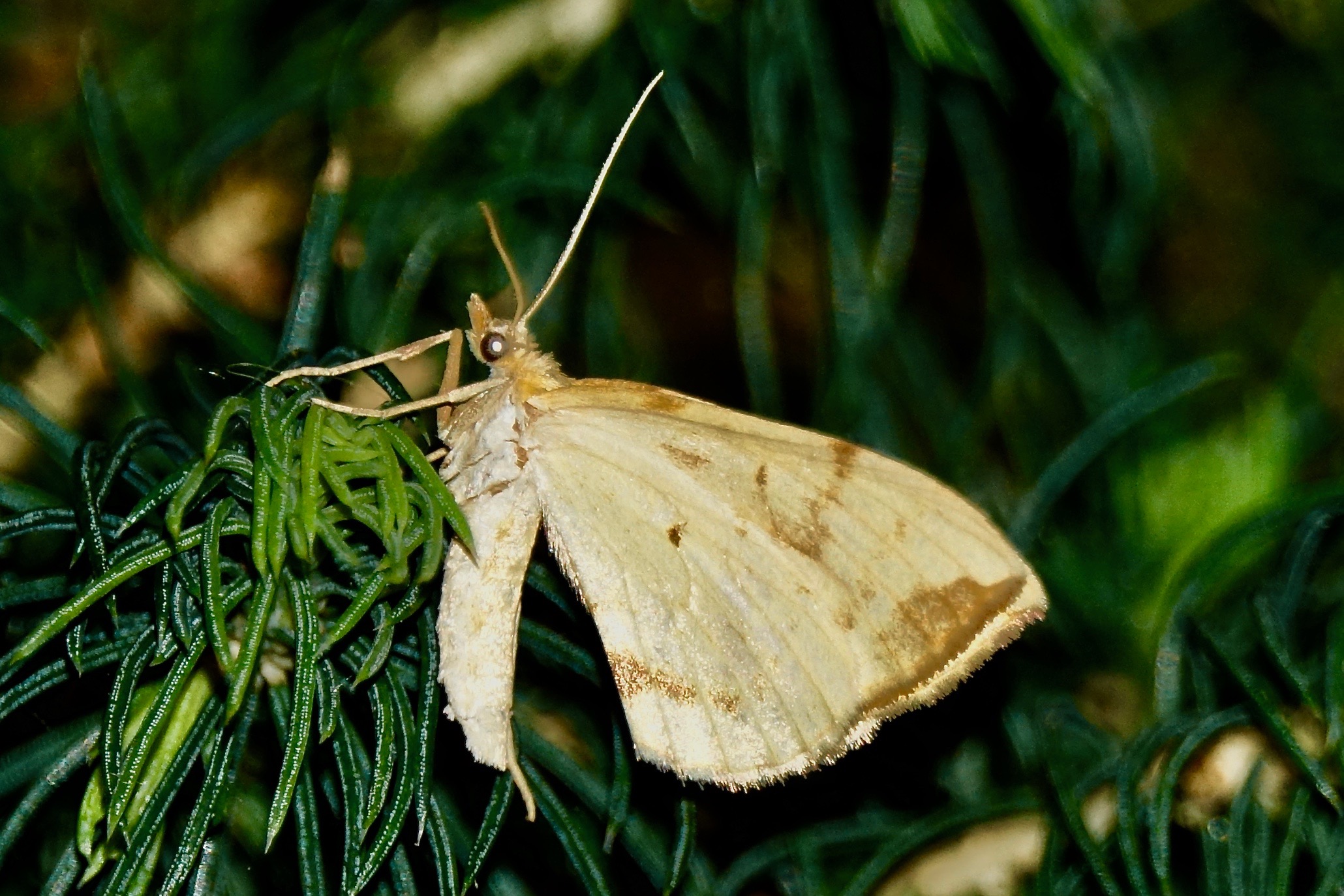 Welke nachtvlinder kan dit zijn?