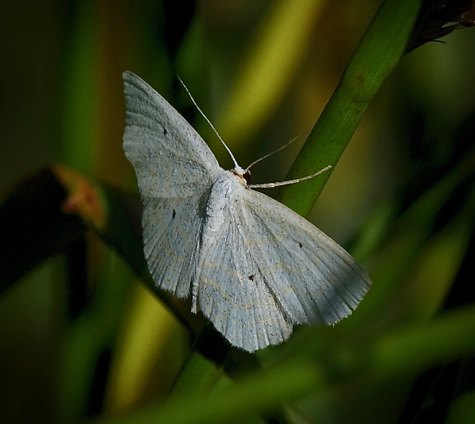 Welke vlinder kan dit zijn?