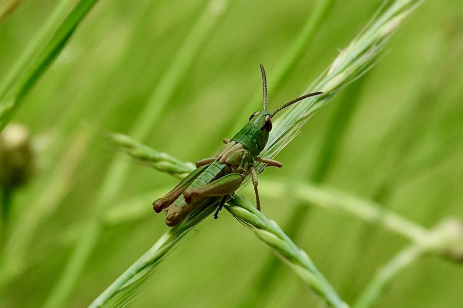 Sprinkhaan