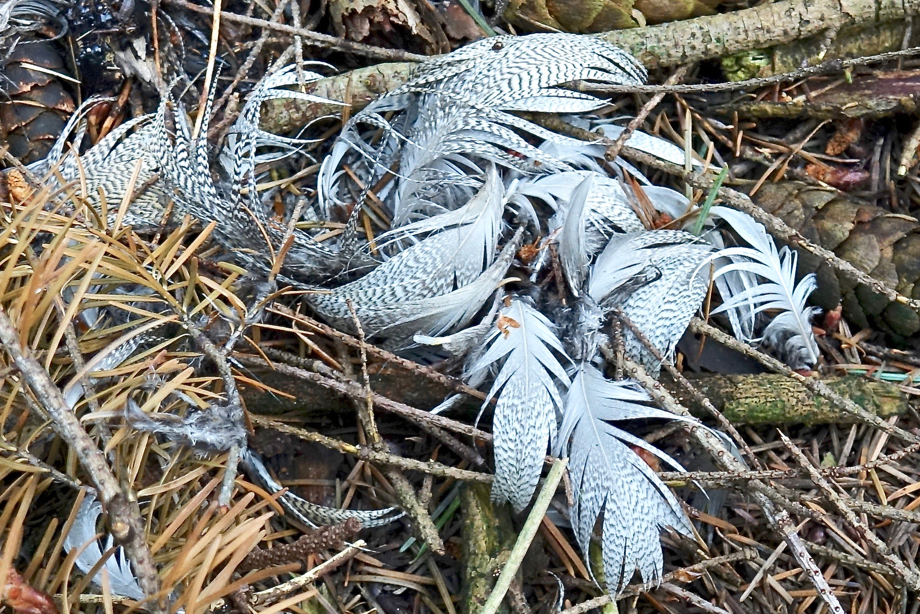 Veren van welke vogel?