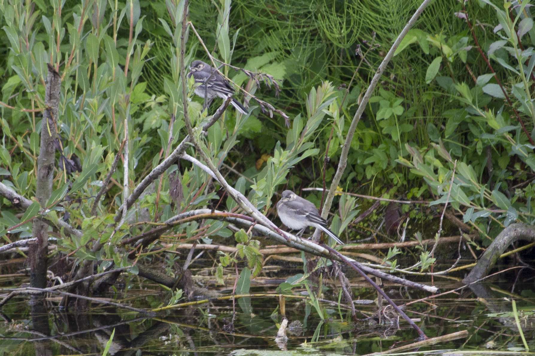 Zwart-witte vogels bij kanaaltje in Ierland