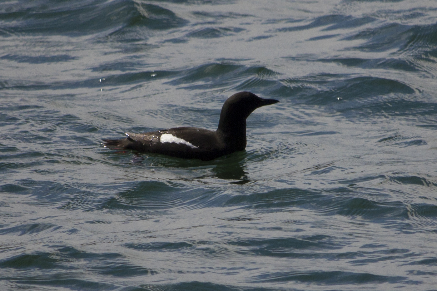 Zwarte zeevogel in Howth, Ierland