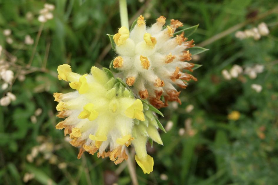 Welke uitgebloeide bloem is dit?