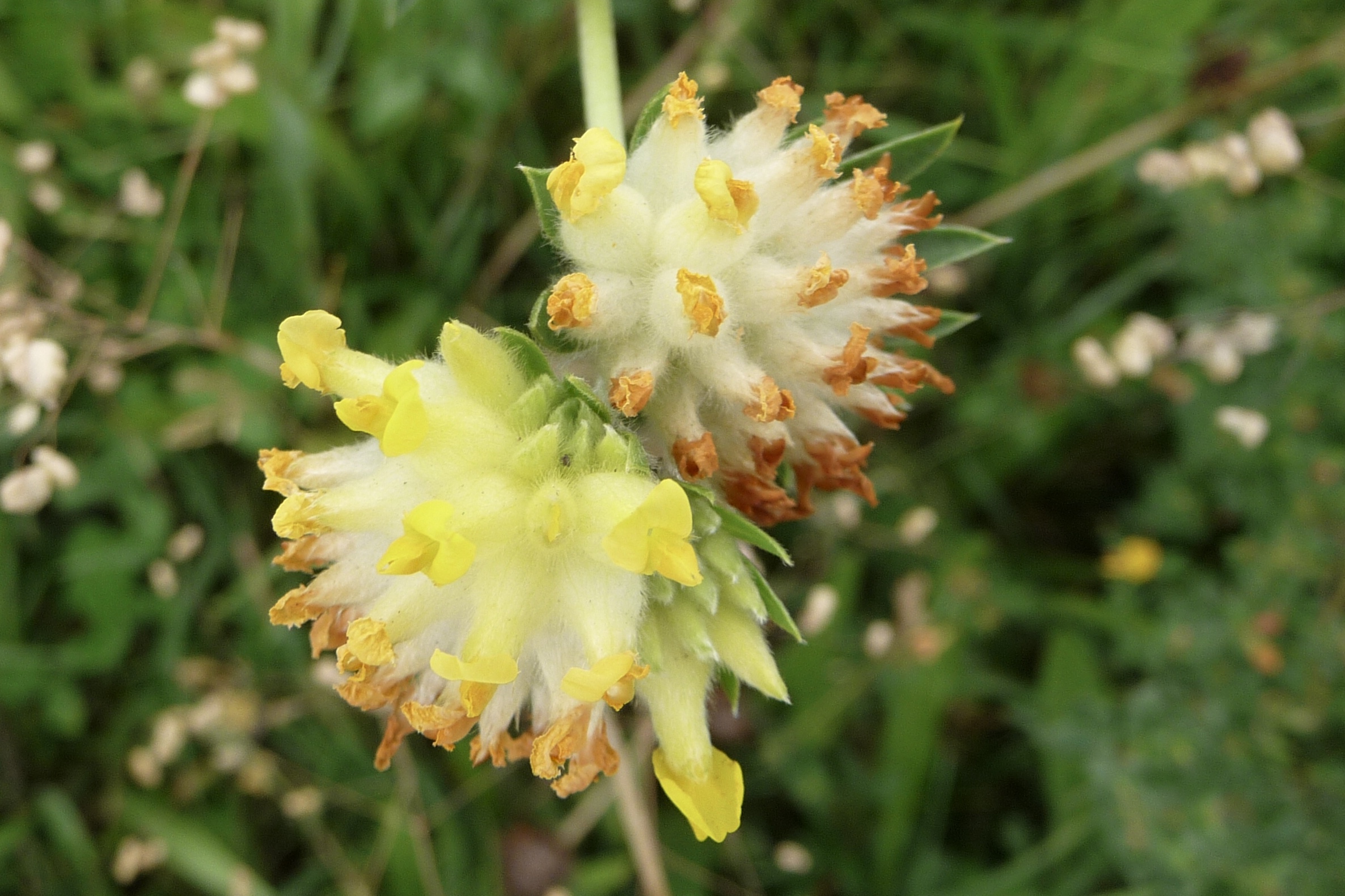 Welke uitgebloeide bloem is dit?