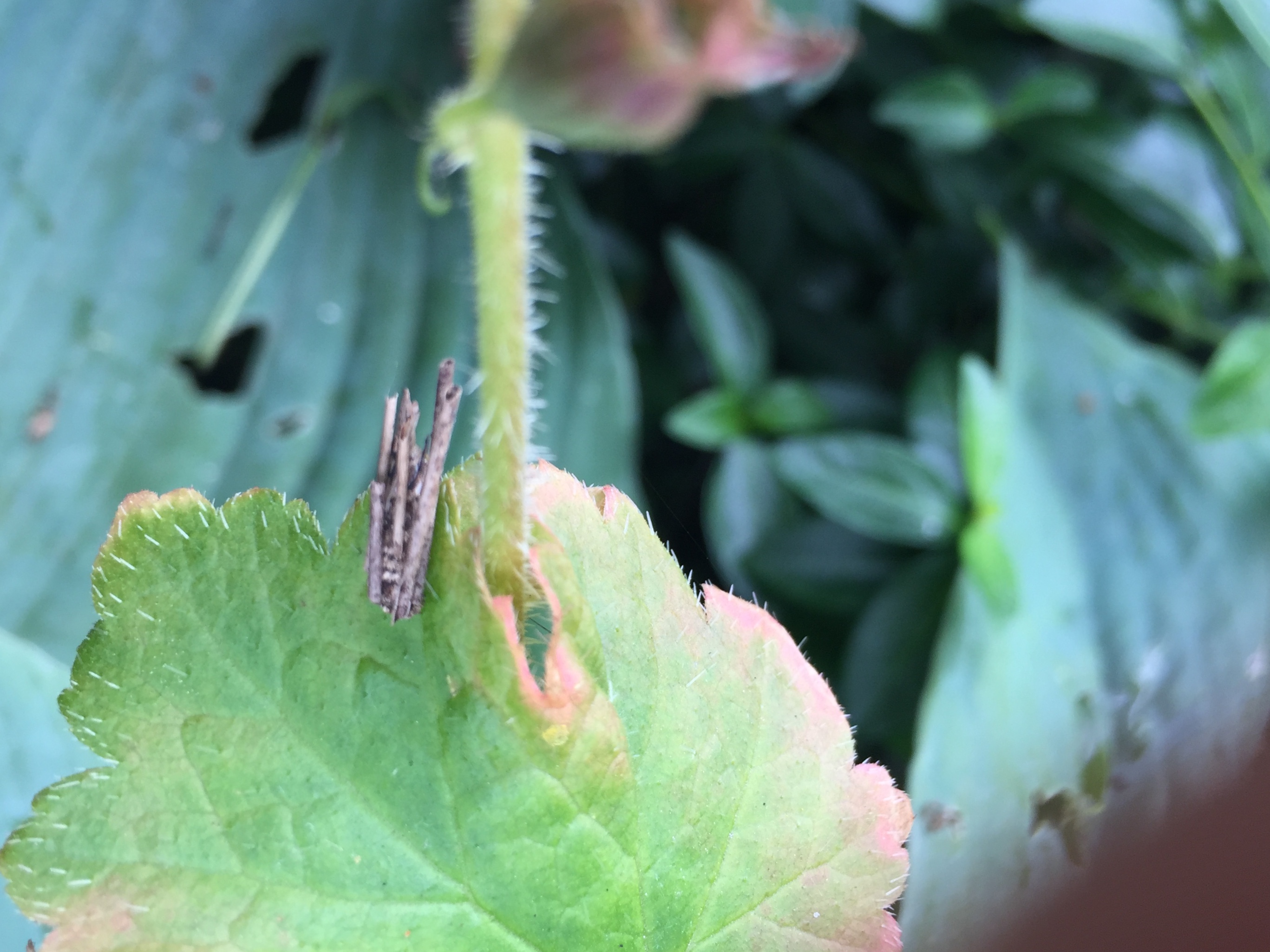 Onbekende Insect in tuin