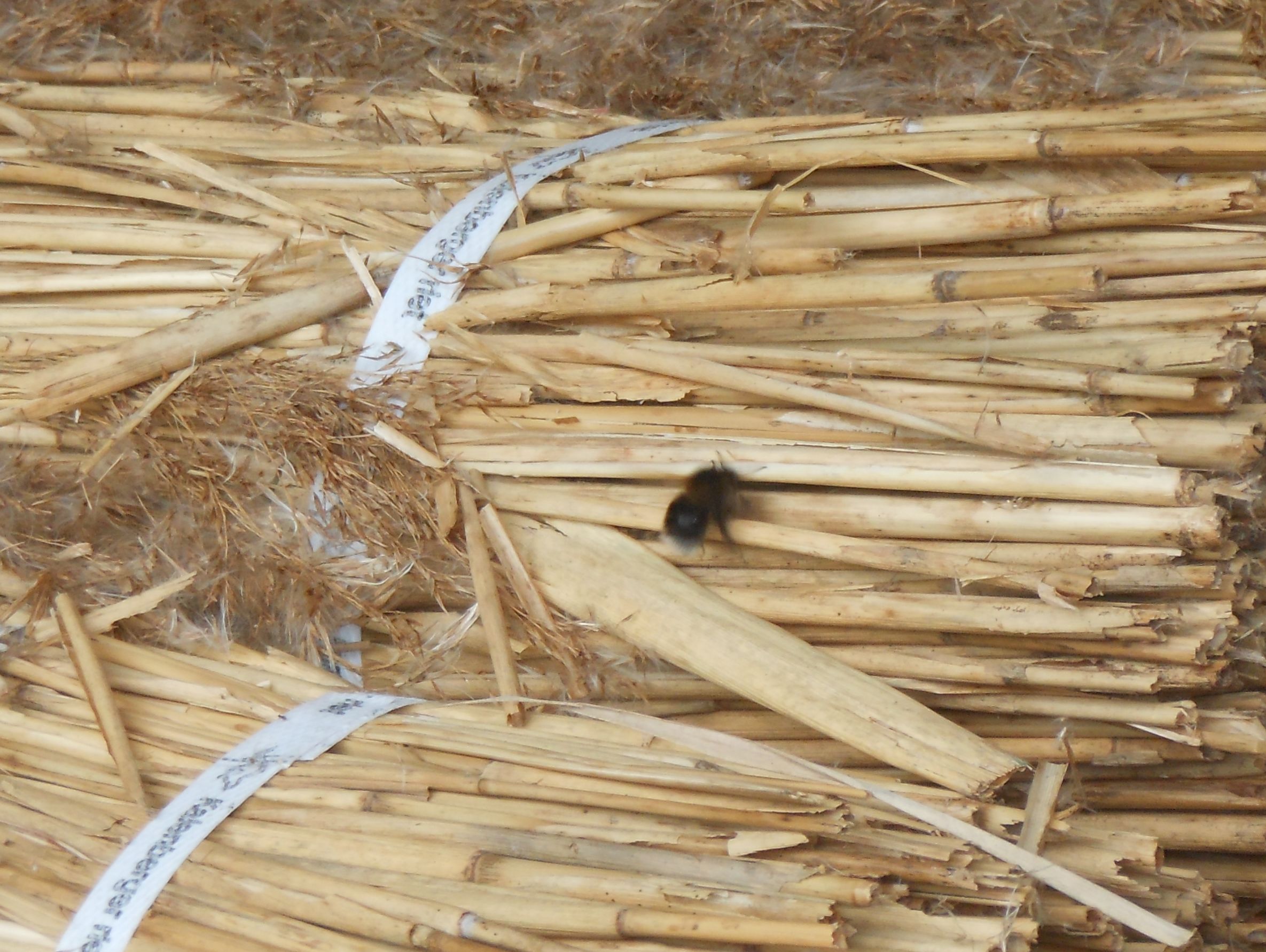 Hommelnest in het riet