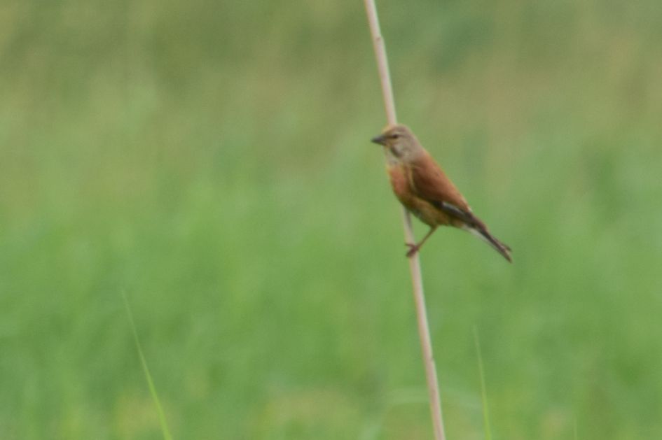 Welke vogel staat er op de foto?