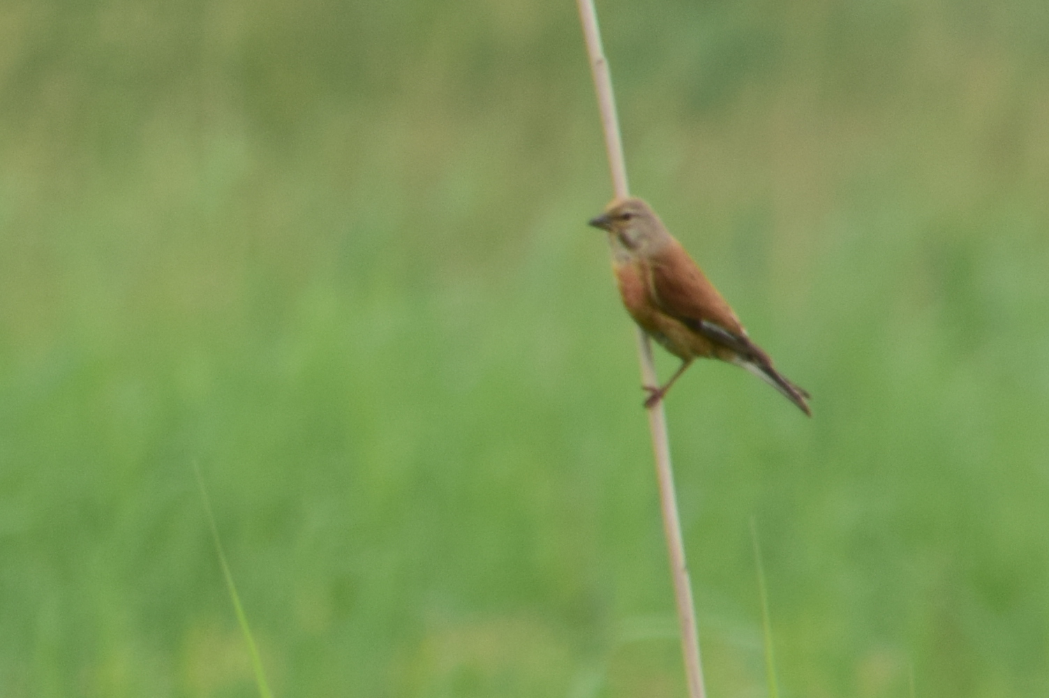 Welke vogel staat er op de foto?