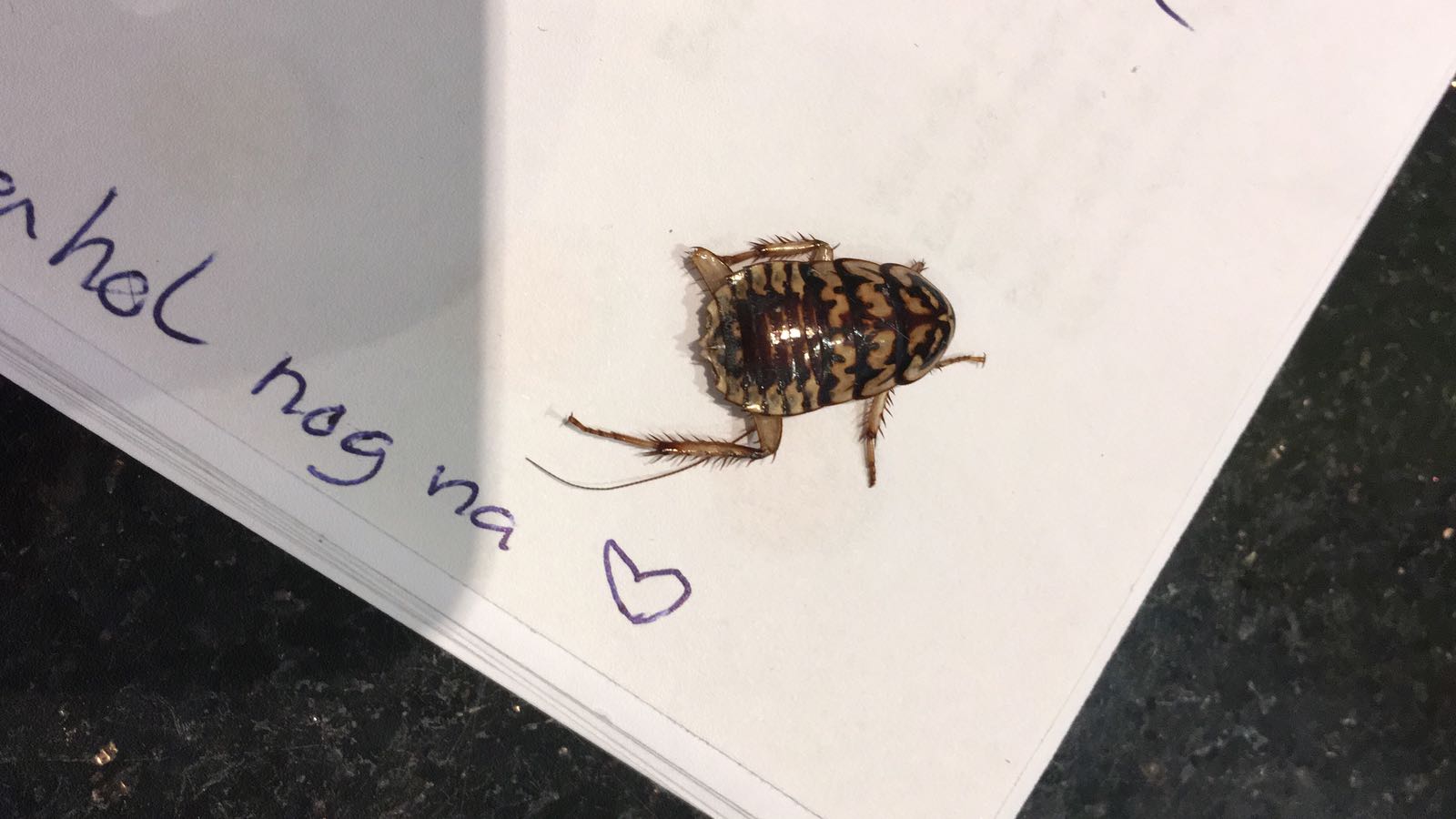 Welk insect is dit?