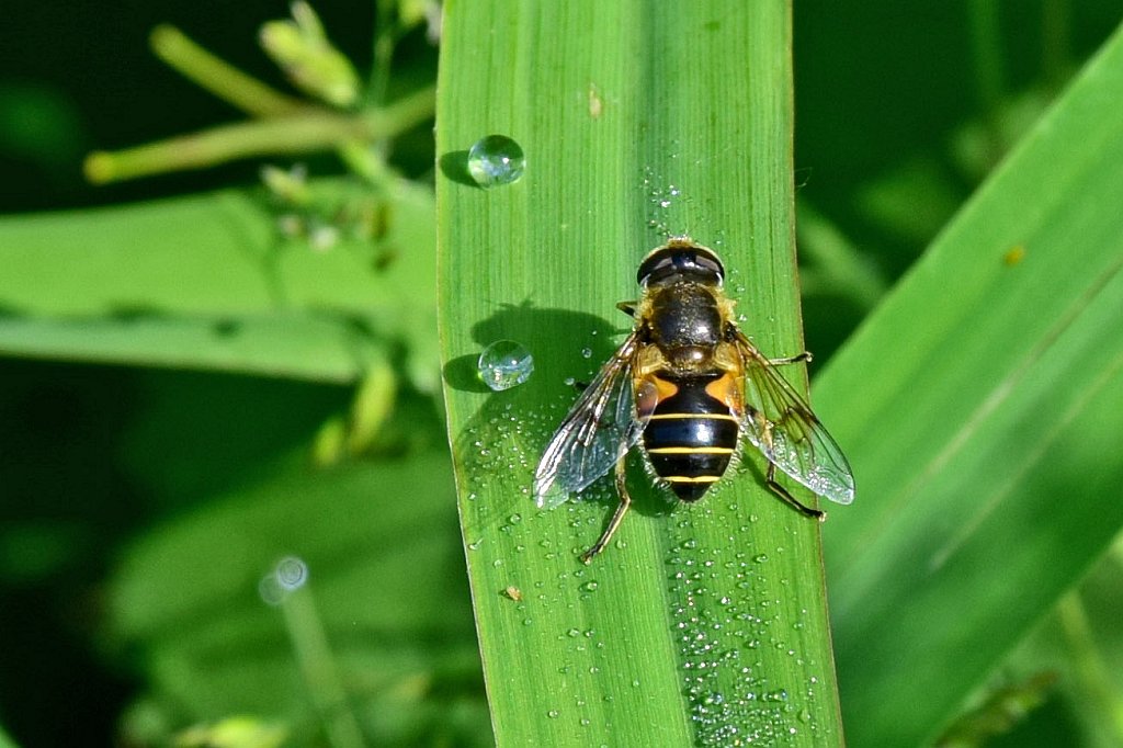 Welke Bij, of is het een ander insect?