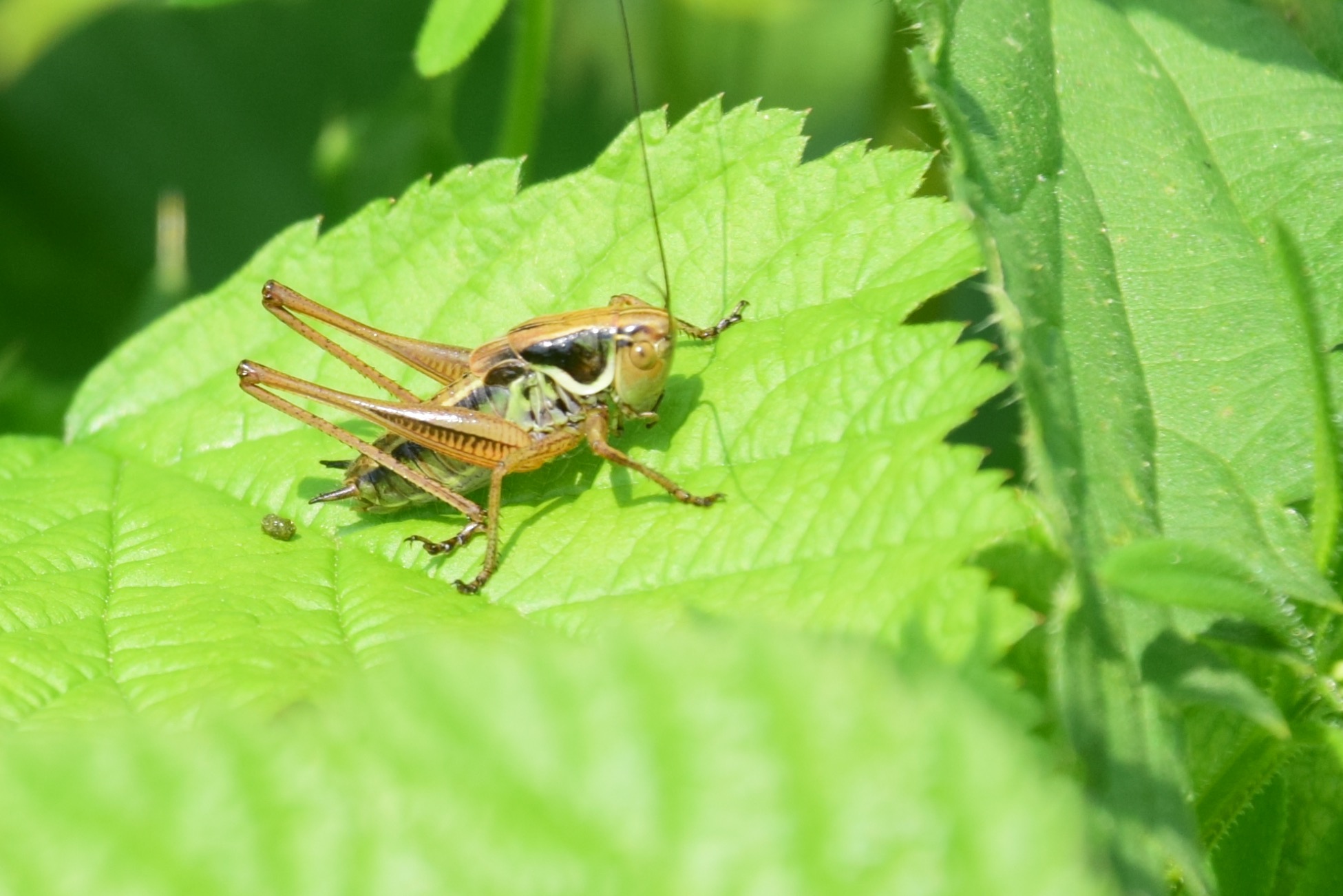Welke sprinkhaan staat op de foto?