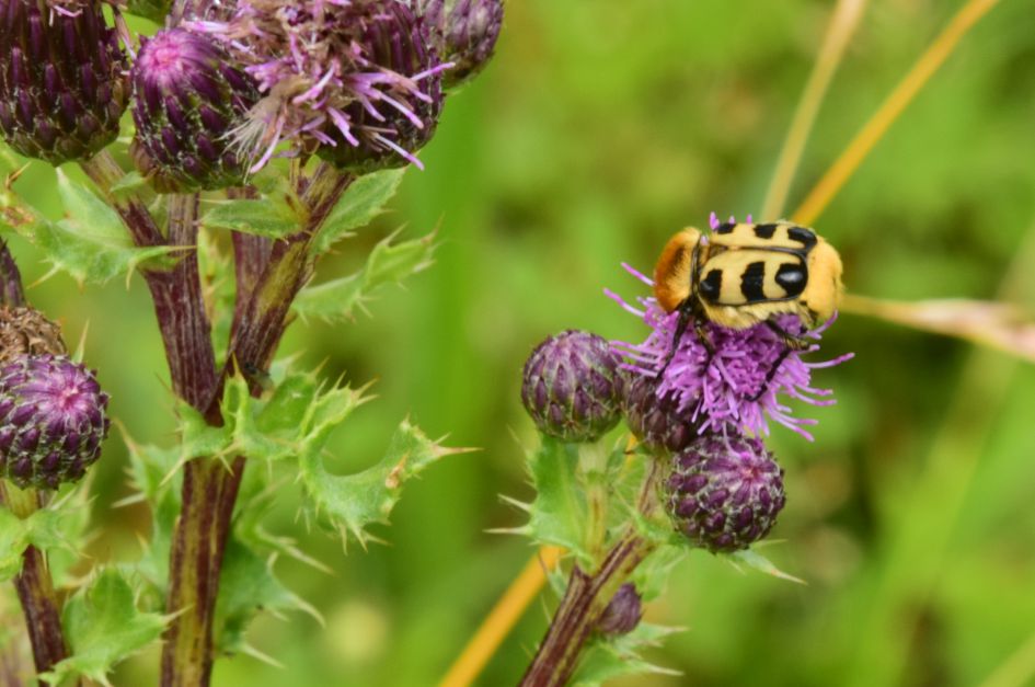 Mooie hommel, maar welke?