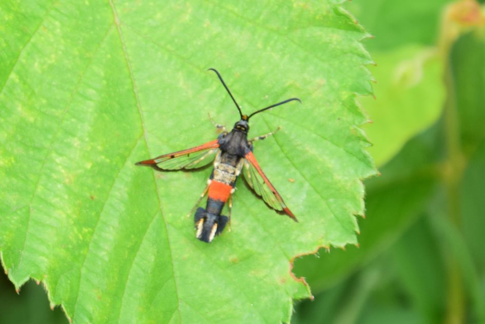 Kleurrijk insect, maar wat is de naam?
