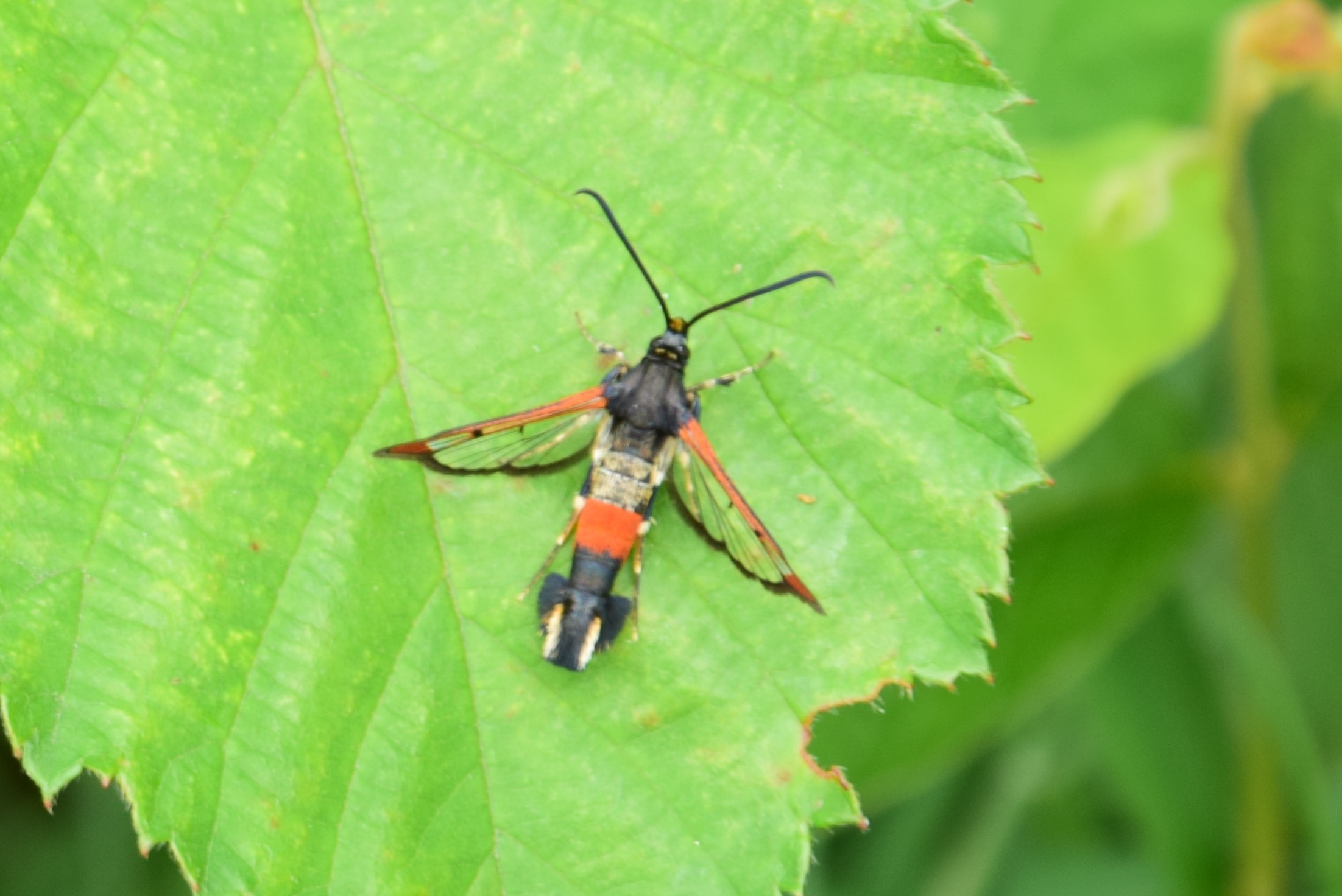 Kleurrijk insect, maar wat is de naam?