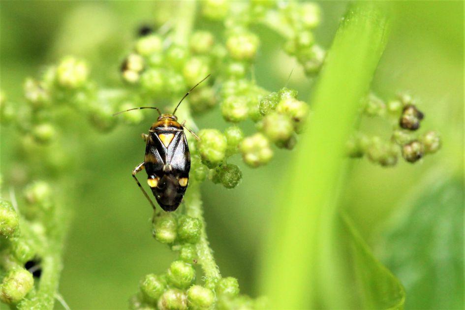 Is dit een Rolklaverkortkopje ?