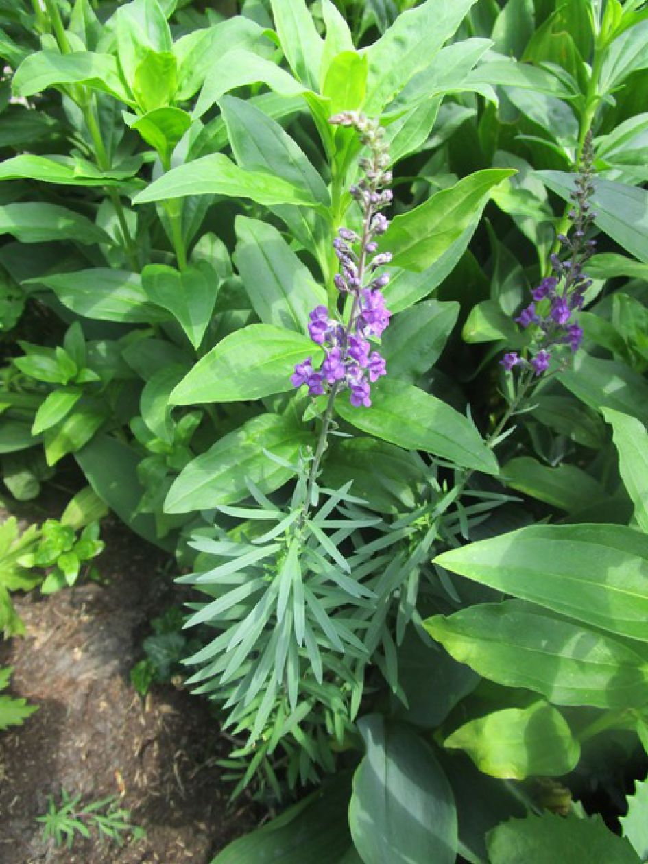 klein  en paars/blauw