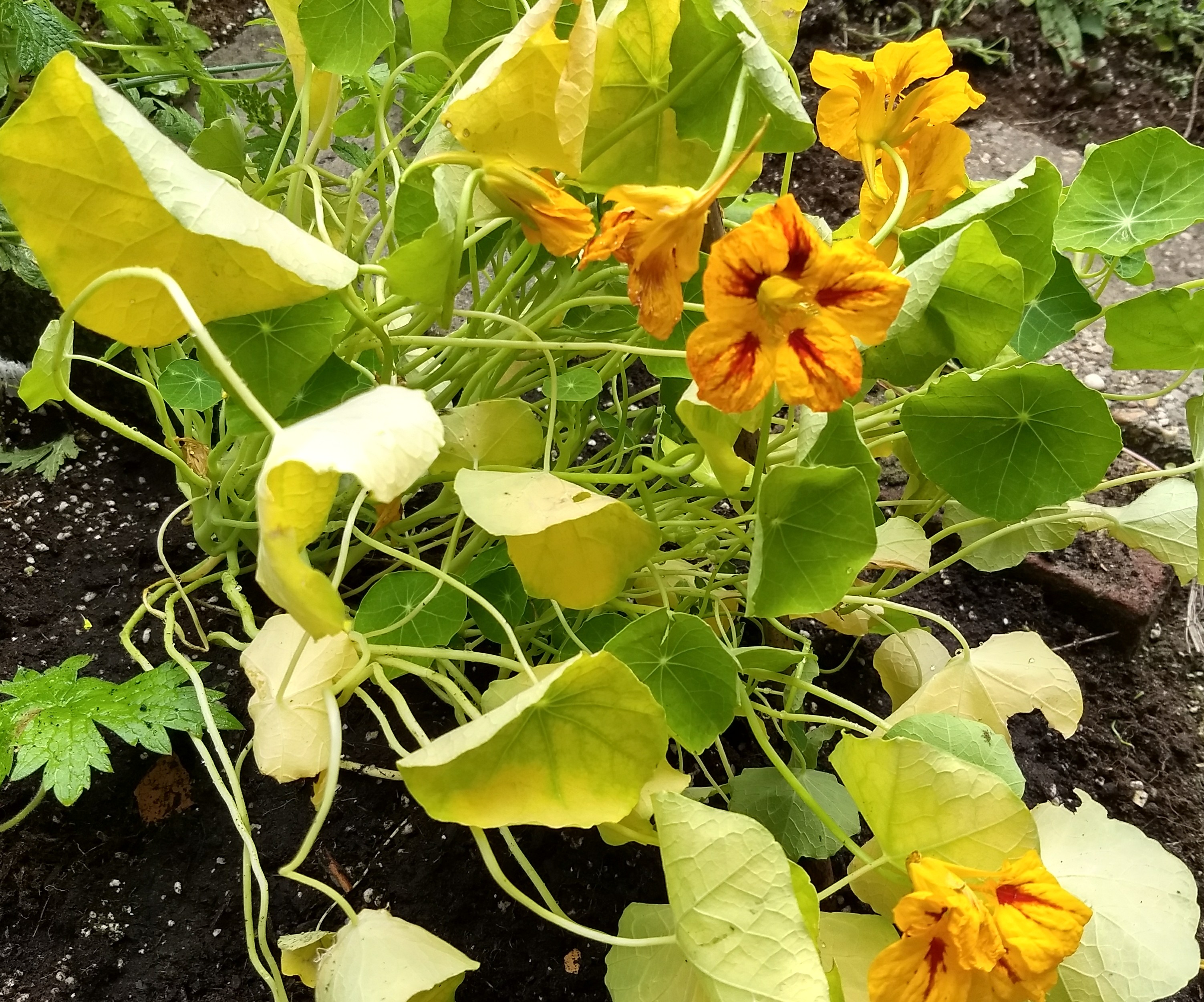 geel blad aan oostindische kers