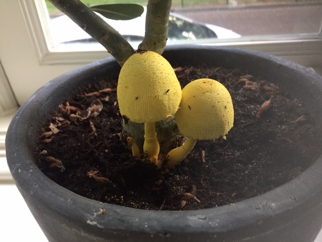 paddestoel op Dessert Roos (uit Bonaire meegenomen in febr)