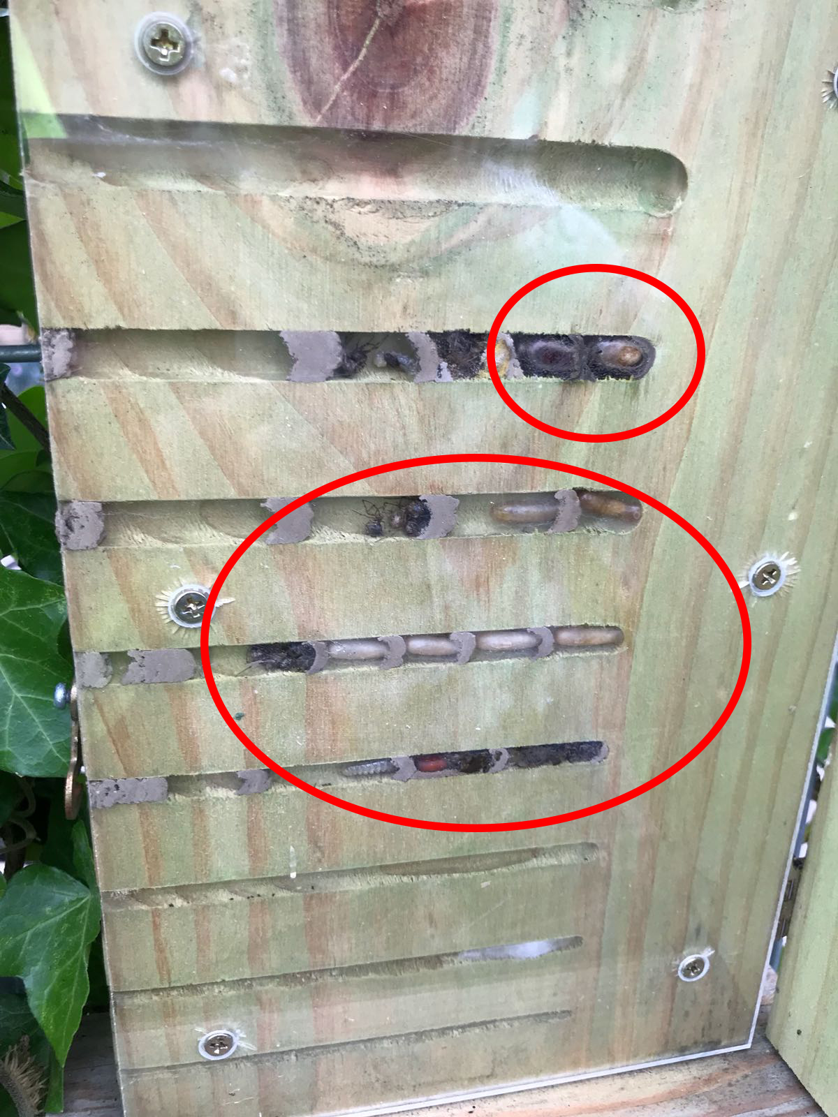 Welke insecten in insectenhotel?