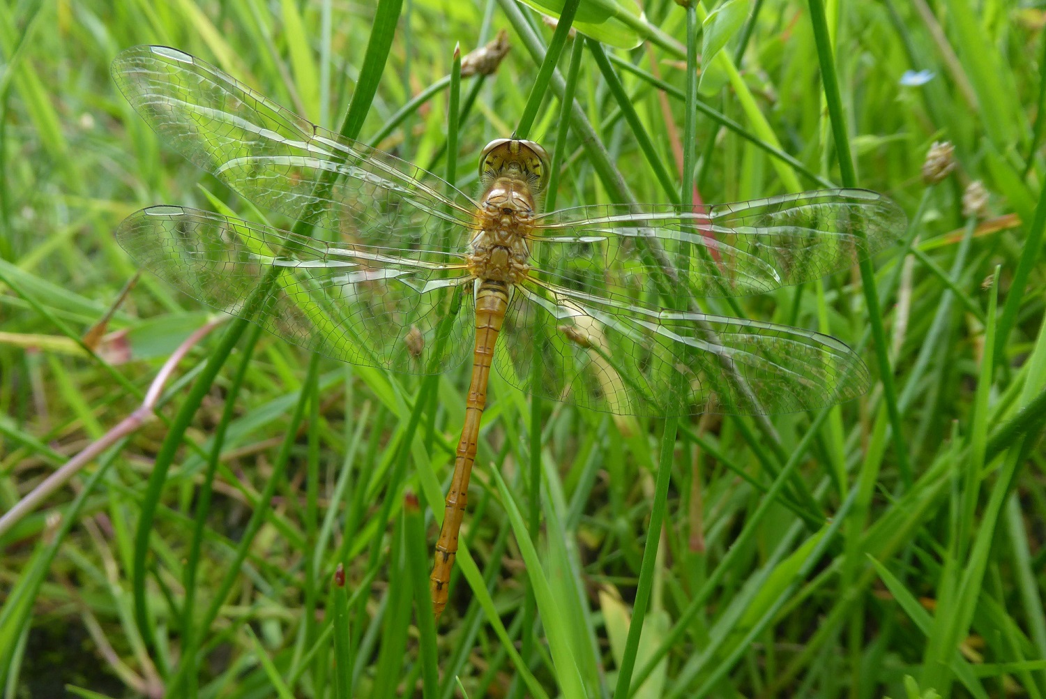 welke libelle is dit?