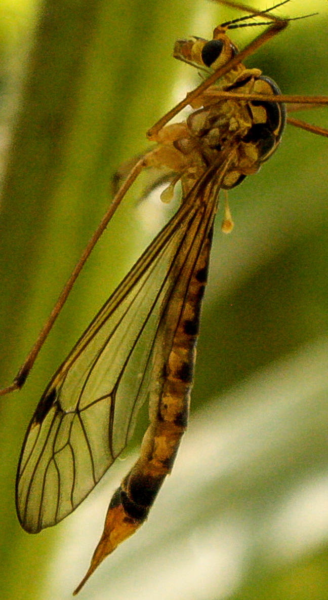 Langpootmug, Nephrotoma quadrifaria?